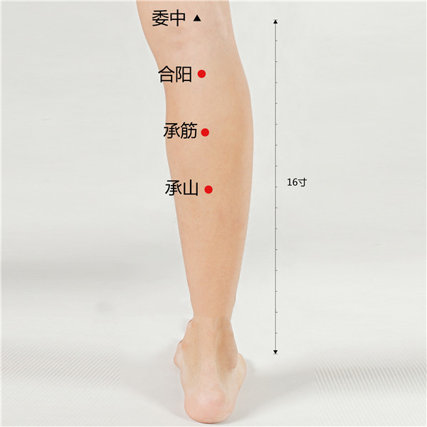 1677141931195207.jpg 委中、合阳、承筋、承山(1).jpg
