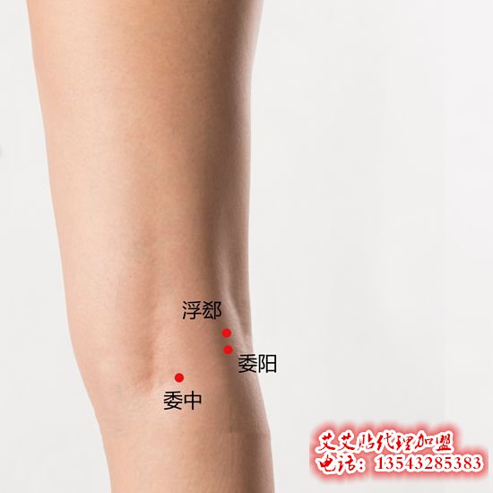 艾艾贴委中穴位置图 艾艾贴承山穴位置图片