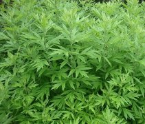 阴雨连天，寒气入体快使用艾艾贴吧！