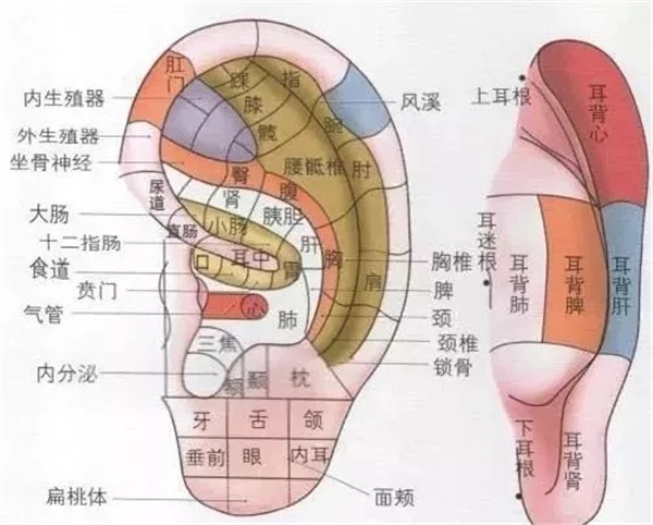 动动手，搓搓耳，每天几分钟，通五脏、调气血